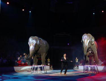 Dresura De Animale Ar Putea Fi Interzisă La Circul Globus Libertatea