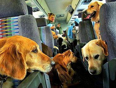 Conditiile De Transport Ale Animalelor De Companie La Companiile Aeriene Low Cost Stiri Libertatea Libertatea