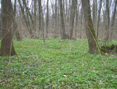 Poziţia Wwf Romania Fată De Codul Silvic Wwf Romania
