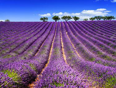 Ghid Complet Pentru Cultivarea Lavandei Finantari Agricole