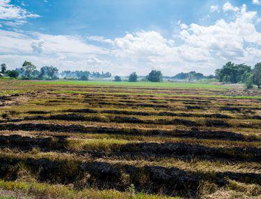 Impozitul Pe Terenul Agricol Nelucrat Poate Fi Majorat De Primărie Libertatea