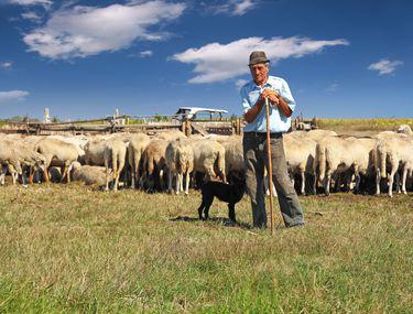 Condițiile De Acordare A Subvențiilor Pentru Ovine In 2017 Libertatea