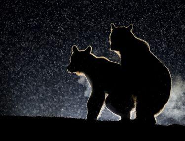 O Fotografie Cu Doi Urși Din Harghita Libertatea