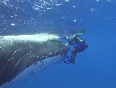 O Balenă A Protejat O De Un Rechin Susține Un Biolog Marin