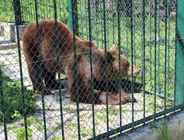 Doi Tineri Atacaţi De Urs La Grădina Zoologică Din Barlad