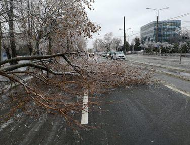 Vremea Face Ravagii Zeci De Copaci Doboraţi De Vant In Bucuresti