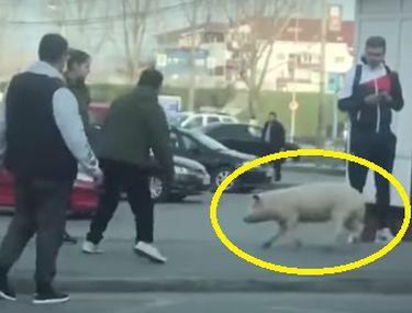 Un Porc A Fugit Pe Stradă In Centrul Orașului Alba Iulia Libertatea
