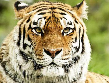 Un Tigru De La Grădina Zoologică Galați Grav Bolnav Libertatea