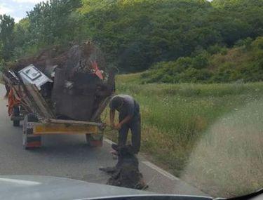 Un Bărbat Din Sălaj A Tarat Un Caine Legat De Căruță Animalul A