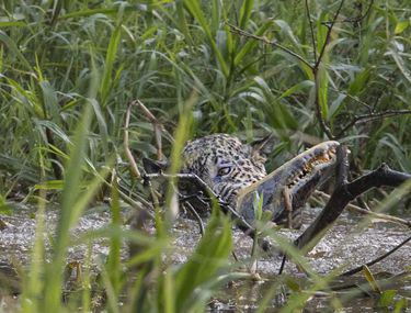Imagini Incredibile Cu Lupta Dintre Un Jaguar și Un Crocodil Felina A Sărit In Apă și A Atacat Libertatea