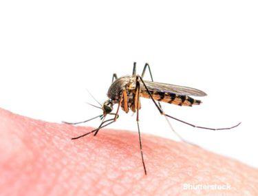 Primele Cazuri De Infestări Cu Virusul Zika In Europa De La