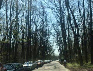 In Plină Stare De Urgenţă O Parte Dintre Romani Ignoră Recomandările Autorităţilor Si Ies La Plimbare Zeci De Masini La Pădurea Băneasa Libertatea