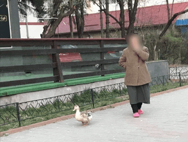 Imagini Inedite In Botoșani O Bătranică și A Scos Rața La Plimbare Libertatea