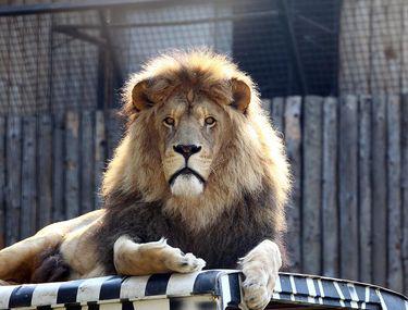 Grădina Zoologică Din Băneasa și A Revenit Rapid Din Criză 3 000 De Vizitatori In Primul Weekend De După Urgență Stiri știri Romania Libertatea Libertatea