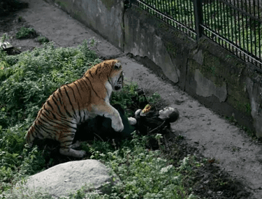 Foto Atmosferă De Sărbătoare La Grădina Zoologică Din Oradea