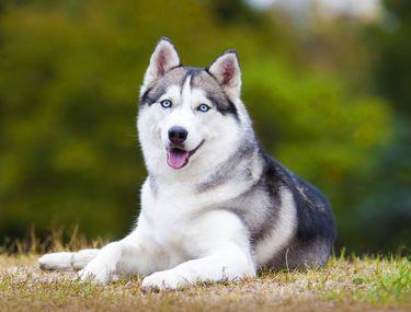 Husky Ce Temperament Are Unul Dintre Cei Mai Frumoși Caini Din Lume Libertatea