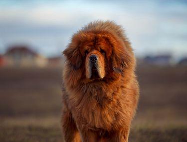 Mastiff Tibetan Ce Caracteristici Are Unul Dintre Cei Mai Puternici Caini Libertatea