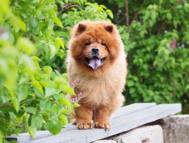 Chow Chow Caracteristici Temperament și Dresaj Libertatea