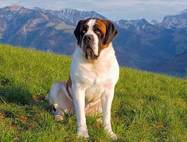 Saint Bernard Ce Temperament Are Cel Mai Iubit Caine Libertatea