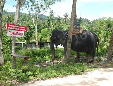 Un Elefant Infometat și Chinuit și A Găsit Sufletul Pereche Intr O Rezervație După O Viață Petrecută In Lanțuri Stiri știri Externe Libertatea Libertatea