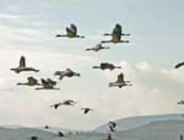 Pe Aici O Iau Pasarile Ca Sa Ajunga In Tarile Calde Libertatea