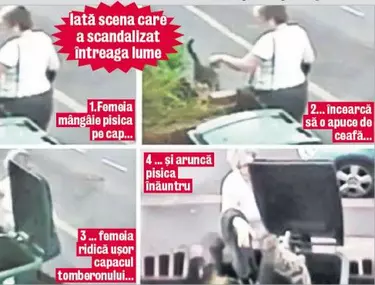 O Femeie A Fost Amendată Pentru Că A Aruncat O Pisică La Gunoi 