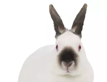 Iepurii De CasÄƒ Adorabili Si TÄƒcuÅ£i Libertatea