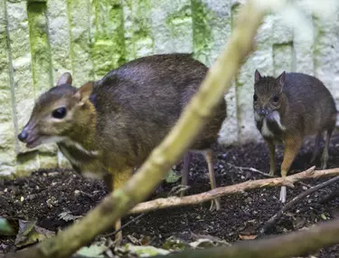 CutremurÄƒtor Animalele De La Zoo Zurich Omorate È™i Servite La Restaurant Libertatea
