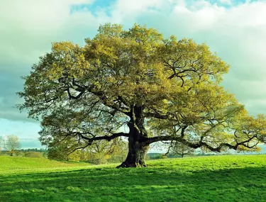 copaci vechi elvețieni anti-îmbătrânire crema anti-imbatranire skinelement