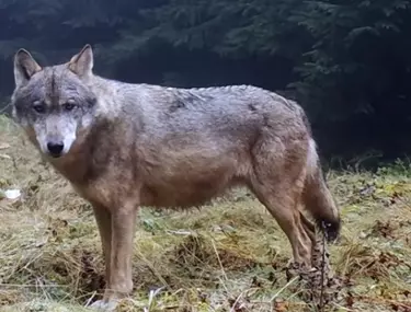 Video Imagini Spectaculoase Cu Lupi Care IÈ™i MarcheazÄƒ Teritoriul In Piatra Craiului Libertatea