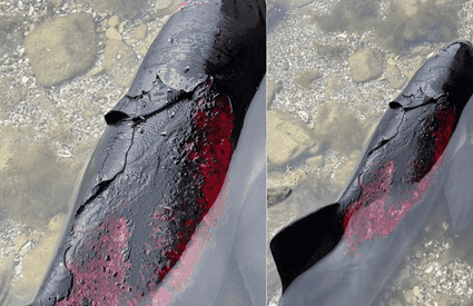 Cum distruge războiul lui Putin delfinii din Marea Neagră