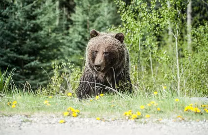 Un turist de 45 de ani a fost mușcat de un urs, pe Transfăgărășan! În ce stare se află bărbatul