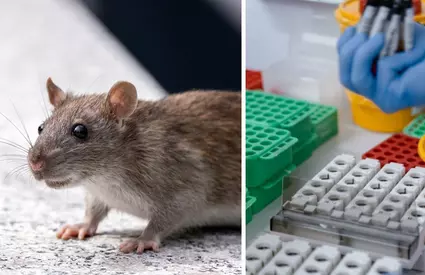 Primul caz de hantavirus a fost confirmat în România! Este vorba despre un bărbat din Arad
