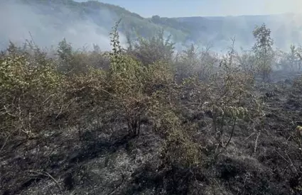 Deflagrație puternică în pădurea din Parcul Național Porțile de Fier! Echipajele din Caraș-Severin depun eforturi intense să lichideze focarul