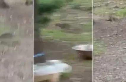 "Incredibil câți sunt!" Mai mulți șobolani, filmați când alergau la câțiva metri de Primăria Sectorului 1
