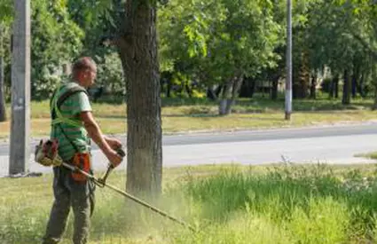 Pericol de sezon pentru proprietarii de terenuri. Buruiana de care trebuie să scape ca să evite amenzi uriaşe