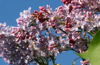 Cum va fi vremea în luna mai. Prognoza meteo pentru următoarele patru săptămâni