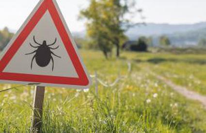 Cum te protejezi de căpușe și țânțari. Bolile grave pe care le pot transmite vara insectele periculoase