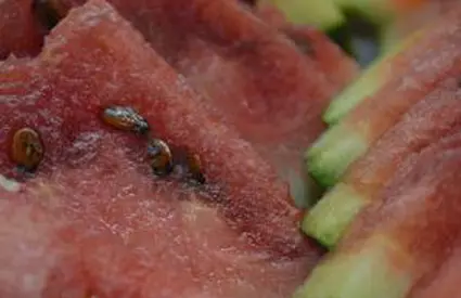 "Atunci când îl lovim, să vibreze miezul". Trucurile producătorilor pentru a alege cel mai bun pepene