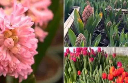 Primăvara a înflorit în sere. Cât ajunge să coste un buchet de 1 Martie şi care sunt cele mai dorite flori