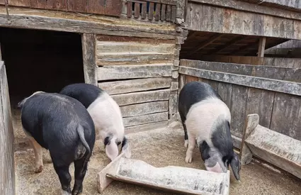 O premieră medicală care poate salva vieți: Plămân de porc funcțional la om timp de 9 zile