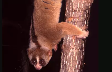 Singura primată veninoasă din lume. Poate fi extrem de periculoasă și chiar letală, inclusiv pentru om