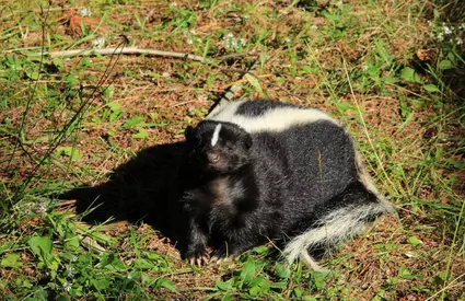 Eveniment excepțional de rar: Un bărbat a murit de rabie, după un transplant de la un donator zgâriat de sconcs