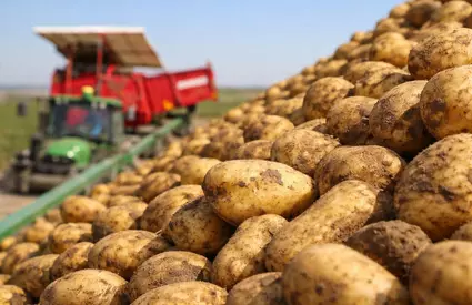 Fermierii au doar cinci zile să ceară ajutorul de 300 de euro pe hectar pentru cartofii de consum