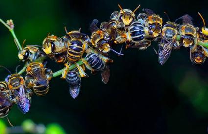 „Apocalipsa insectelor”, fenomenul care îngrijorează lumea întreagă