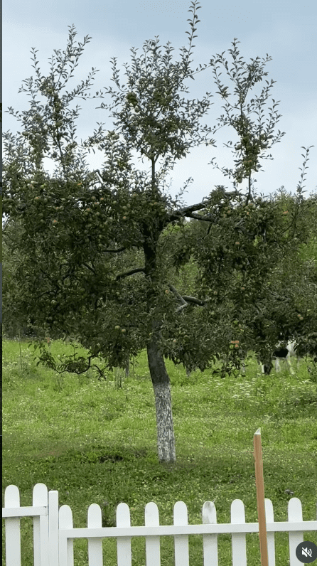 Gradina lui Dragos Bucur si a Danei Nalbaru