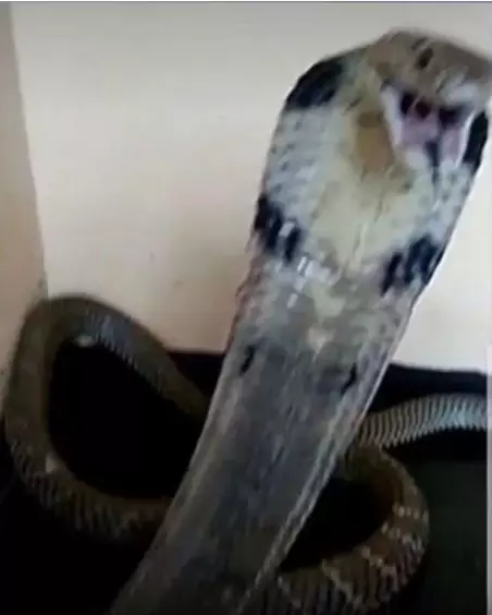 cobra