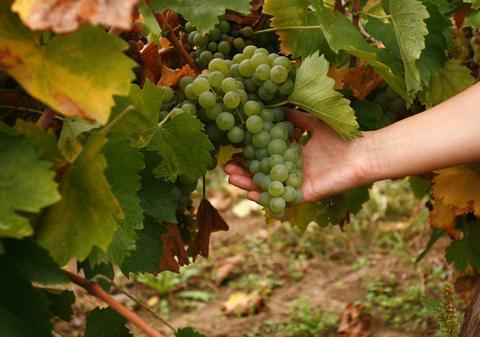 Vinoterapia: o metodă de-a dreptul îmbătătoare