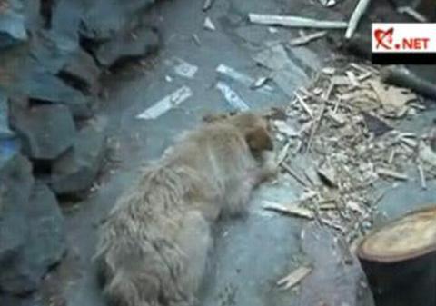 Şi-a bătut cu cruzime propriul câine