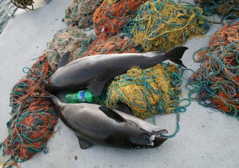 Sute de delfini, victime ale braconajului în Marea Neagră!